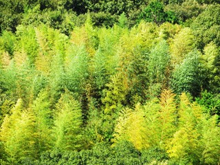 Fototapeta na wymiar 日本の田舎の風景　10月　山の木々　竹の春