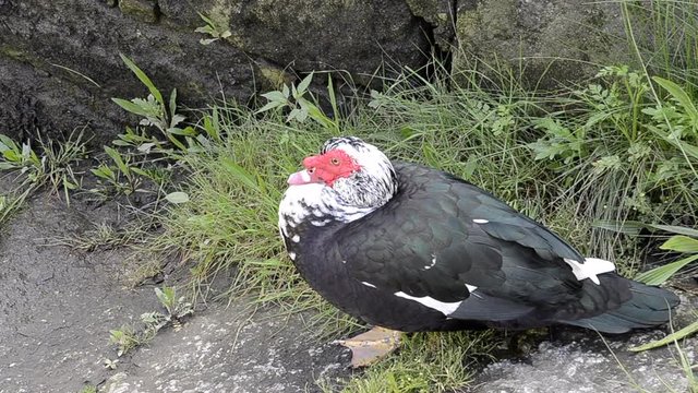 Pato pico rojo relax