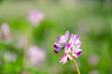 Fototapeta premium レンゲ草畑