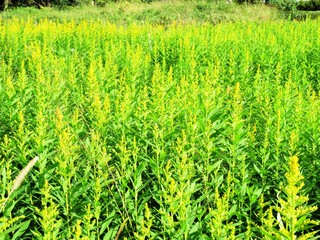 日本の田舎の風景　10月　野の花　セイタカアワダチソウ