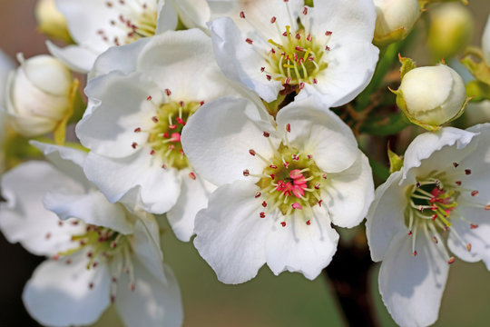 배꽃 이미지 – 찾아보기 683 스톡 사진, 벡터 및 비디오 | Adobe Stock