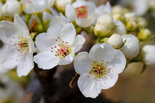 배꽃 이미지 – 찾아보기 683 스톡 사진, 벡터 및 비디오 | Adobe Stock