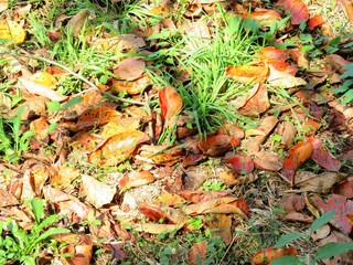 日本の田舎の風景　10月　田舎道の落葉