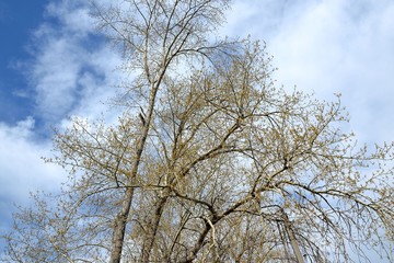 Poplars with swollen buds on the background of the spring sky