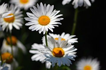 daisies on a black background