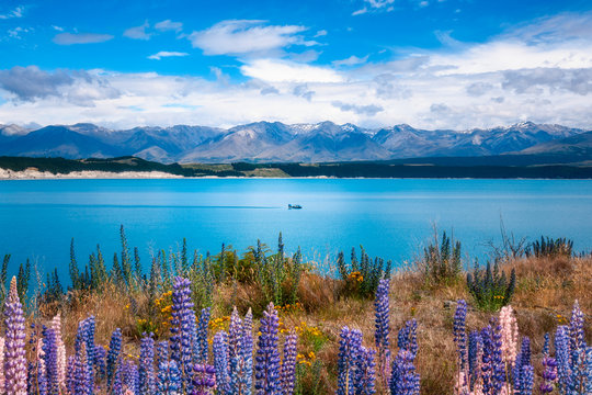 A speed boat on Lake Pukaki, a beautiful blue glacial alpine lake in Mackenzie Basin in New Zealand's South Island.  Lupine flowers are blooming on the shore of the lake in December.