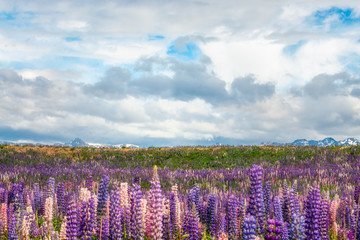 Fototapeta na wymiar Meadows of colorful lupines blooming in December in the highlands of the Canterbury Region in New Zealand, South Island.
