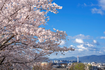 春の京都　京都タワーと桜