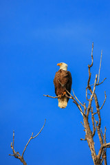 Bald Eagle on the tree branch