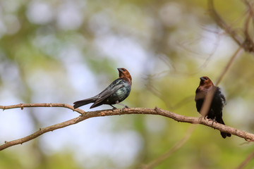 Two Northern mocking birds on tree branch