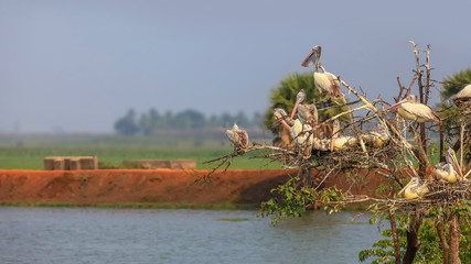 Pelicans at Kolleru bird sanctuary in Andhra pradesh India