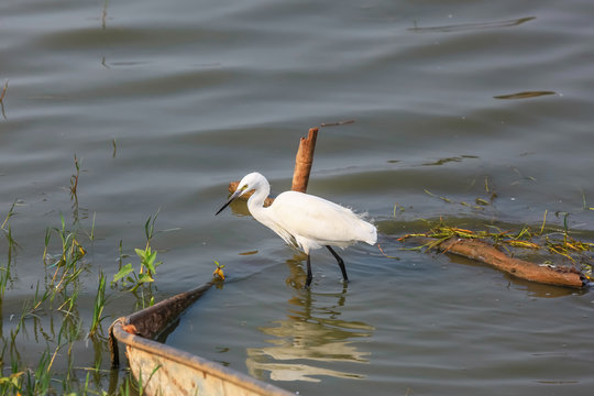 Little egret bird in Kolleru lake, India