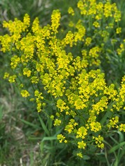 field of yellow flowers