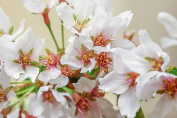 Close up shot of spring blossom