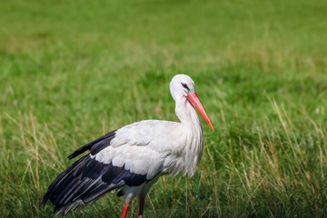White stork feeding in meadow