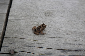 Wild little Dead-leaf mimic Toad sitting on deck in amazon rainforest, Brazil