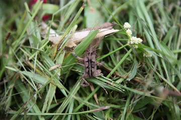Wild little Dead-leaf mimic Toad crawling on grass in amazon rainforest, Brazil