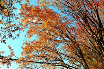아름다운 가을 숲