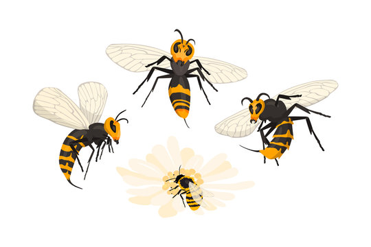 Giant asian hornets attack honey bee pollinating the flower. Mass assault. Vespa mandarinia - murder hornet. Isolated on white.