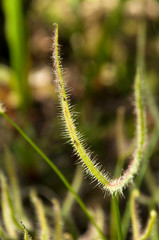 Sydney Australia, stem of sundew plant with  insects in the sticky mucilage 