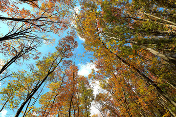 아름다운 가을 숲