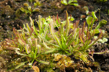 Sydney Australia, sundew plants with sticky mucilage to catch insects
