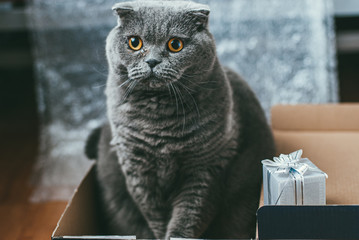 Scottish fold gray cat with orange eyes sits in the shoe box alone and bored. Stay at home coronavirus covid-19 quarantine concept