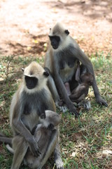 black and white baboon