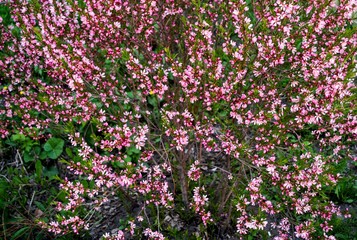 Fototapeta premium Bush with small pink flowers
