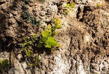 Plant in the bark of a tree