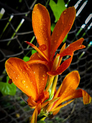 Orange Lily flower