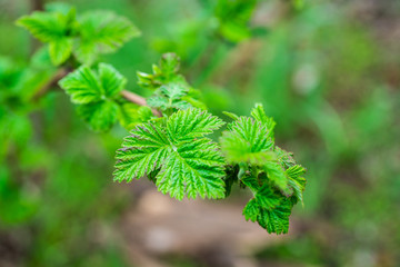 Raspberry branch with new green leaves. Selective focus. Shallow depth of field.
