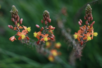 Orange and yellow flower.