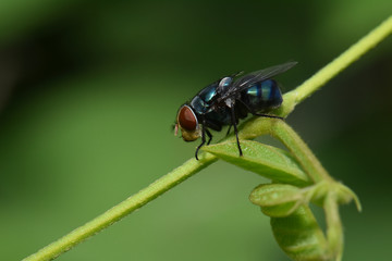 Green fly on the treetops