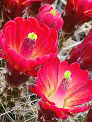Claret cup cactus, BUffalo Park, Arizona