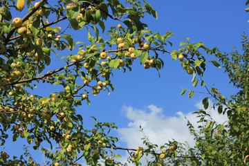 Beautiful forest apples on a background of blue sky.