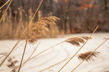 dry grass in the wind