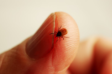 A parasitic tick on a person’s finger