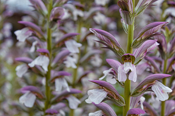 Closeup to an amazing summer white and violet flowers with green steam and blurred nature garden. Ideal for fashion, floral and botanical concepts