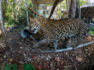 close up leopard in cage , leopard eyes ,male leopard, portrait of leopard, Snow leopard