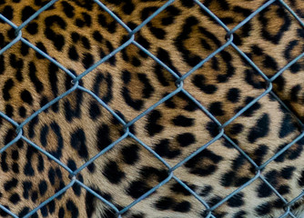 close up leopard in cage , leopard eyes ,male leopard, portrait of leopard, Snow leopard