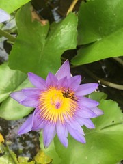 collection, close up, meditation, romantic, vintage, card, wallpaper, hand, float, watercolor, illustration, buddhism, zen, relax, color, ornamental, romance, valentine, fresh, sketch, flower, nature