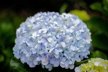 Detalle de flores blancas degradado celeste naturaleza después de la lluvia