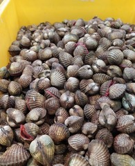 fresh clams in a market