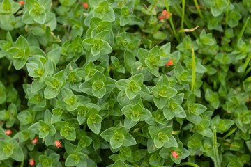 Closeup to a vibrant green planys with mini red flowers at small garden. 