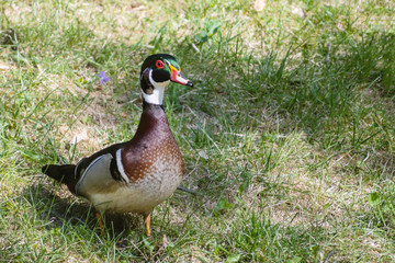 Close up portrait of colorful male wood duck on on grass during spring time