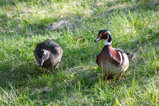 Close up images of colorful wood ducks on on grass during spring time