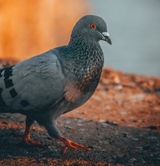walking pigeon in the evening light