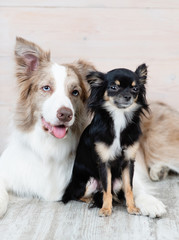 Mini-Chihuahua breed dog sitting next to a red-haired Australian Shepherd dog