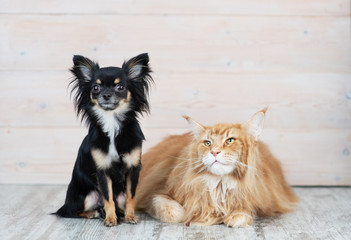 Doggy breed mini-haired mini chihuahua is with a red Maine coon cat.